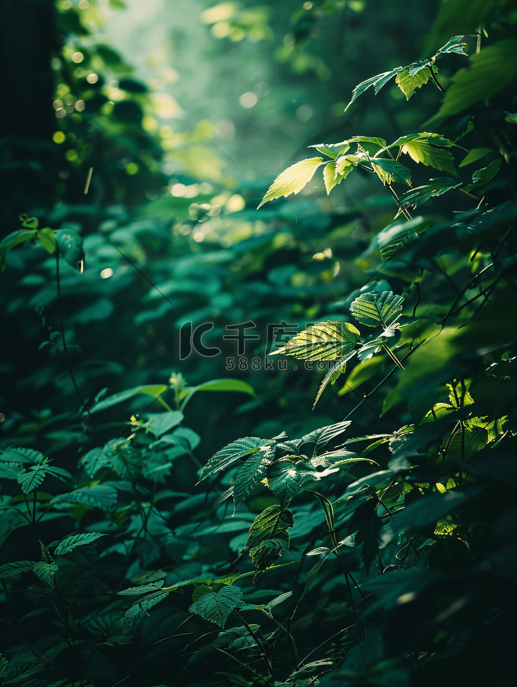 森林自然夏日树林植物树荫摄影图