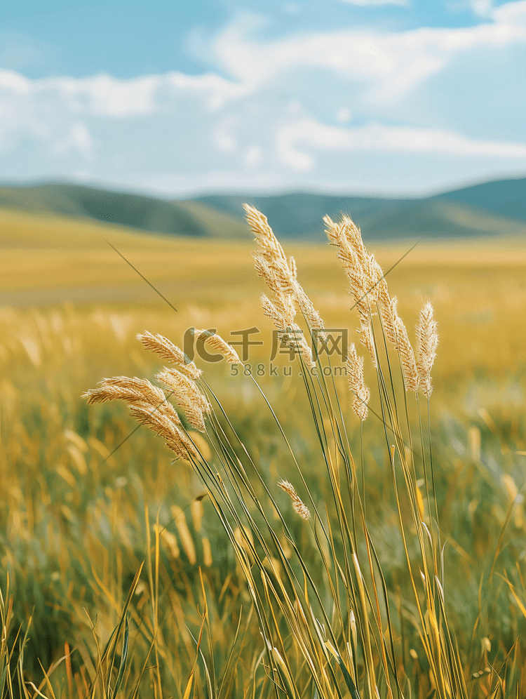 内蒙古草原夏季摄影图