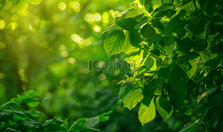 夏天绿植树叶透光风景文艺清新