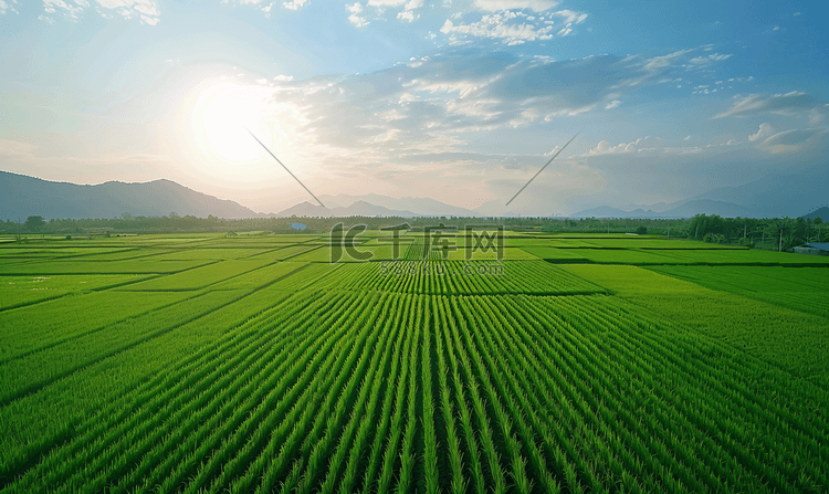 航拍美丽乡村农业稻田绿油油的禾
