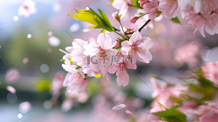 春天盛开的美丽樱花74