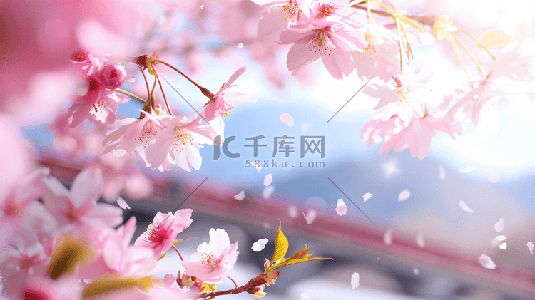 盛开的美丽樱花摄影10