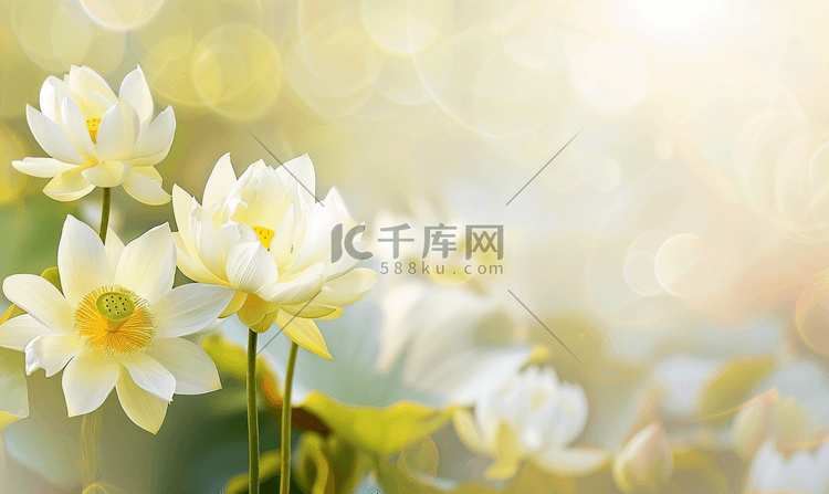 白色荷花莲花摄影图