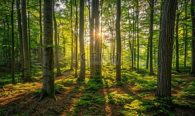树林里的阳光摄影图 森林