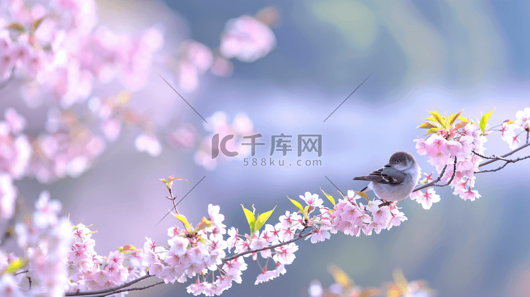 盛开的美丽樱花摄影3