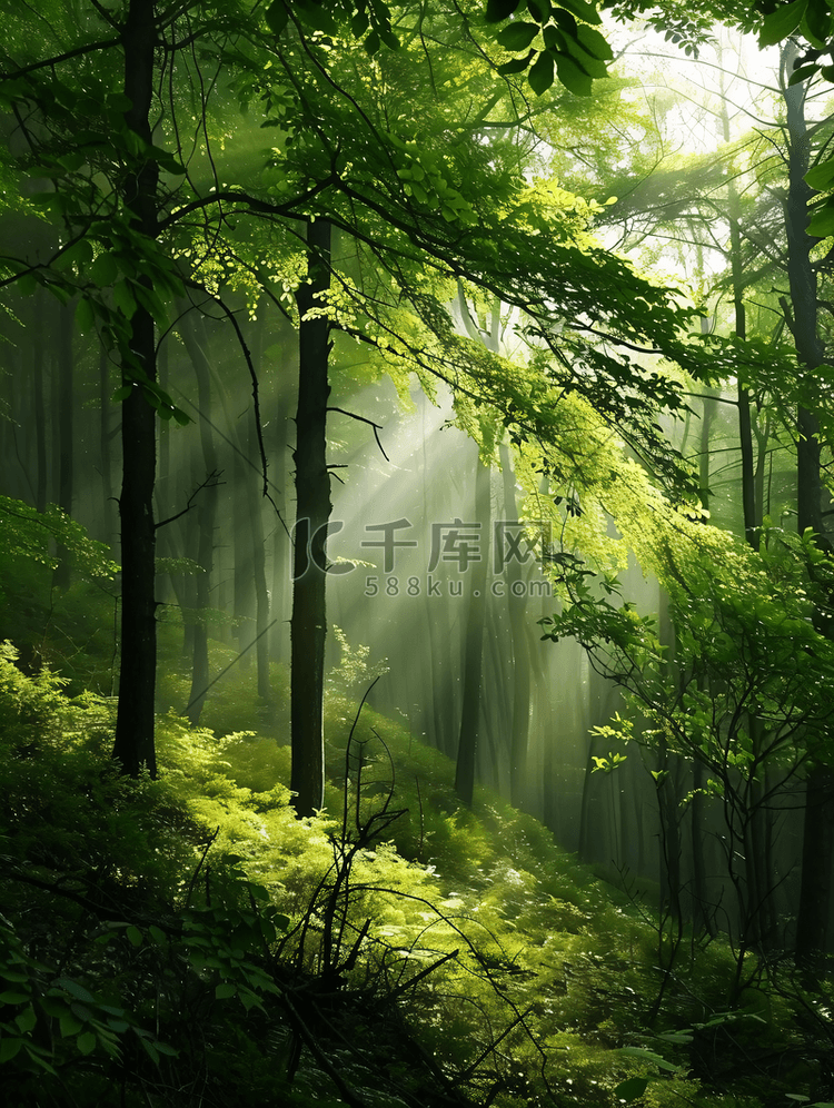 树林风光自然绿色森林仰视摄影图