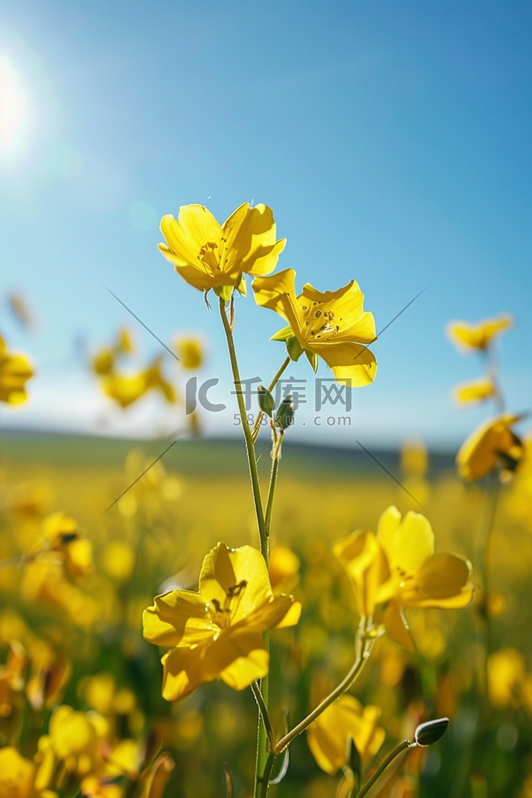 油菜花春天摄影图照片写真