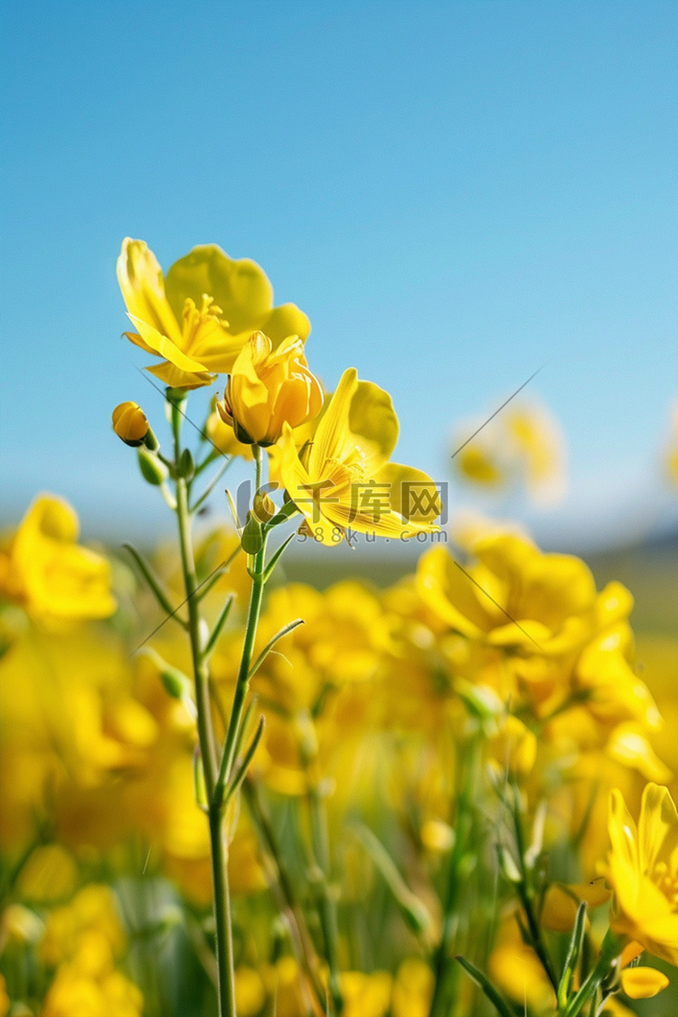 春天摄影图照片写真油菜花