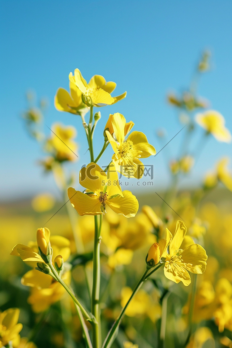 春天照片油菜花摄影图写真