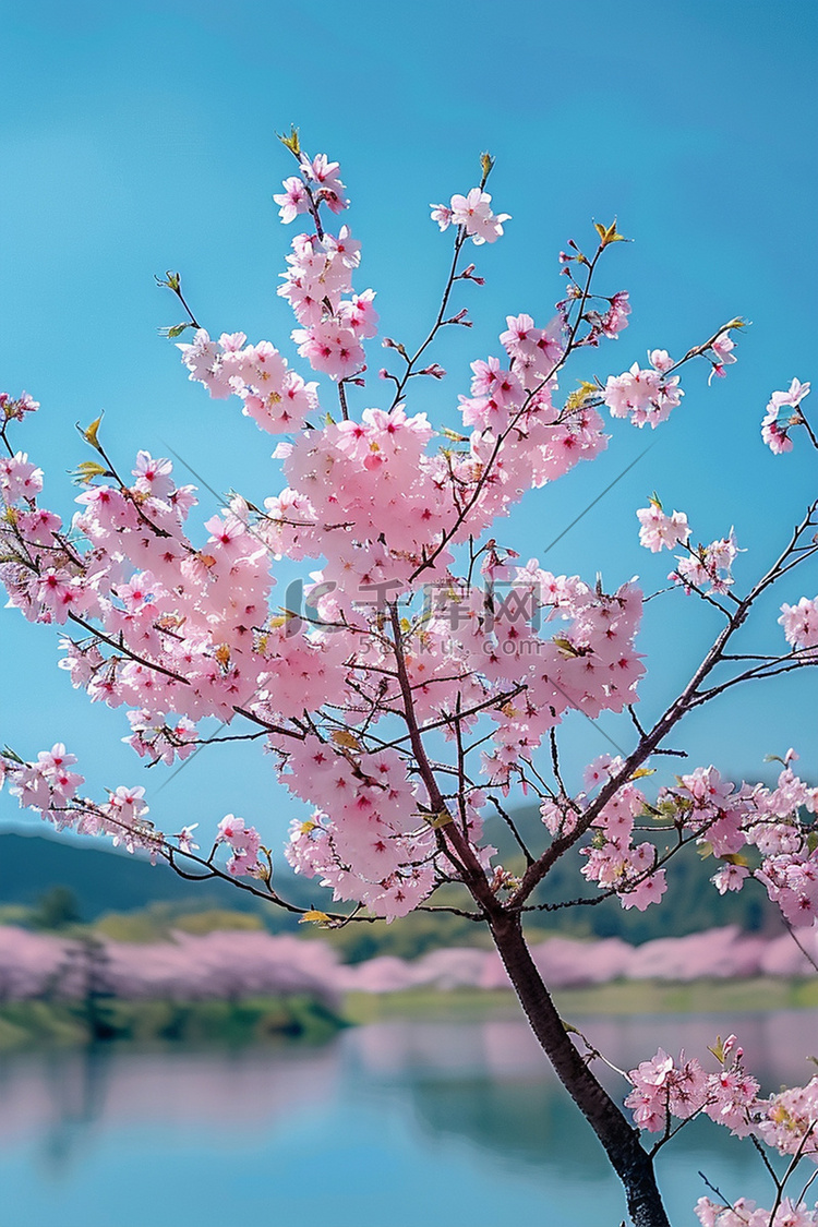 春天绽放摄影图照片樱花写实