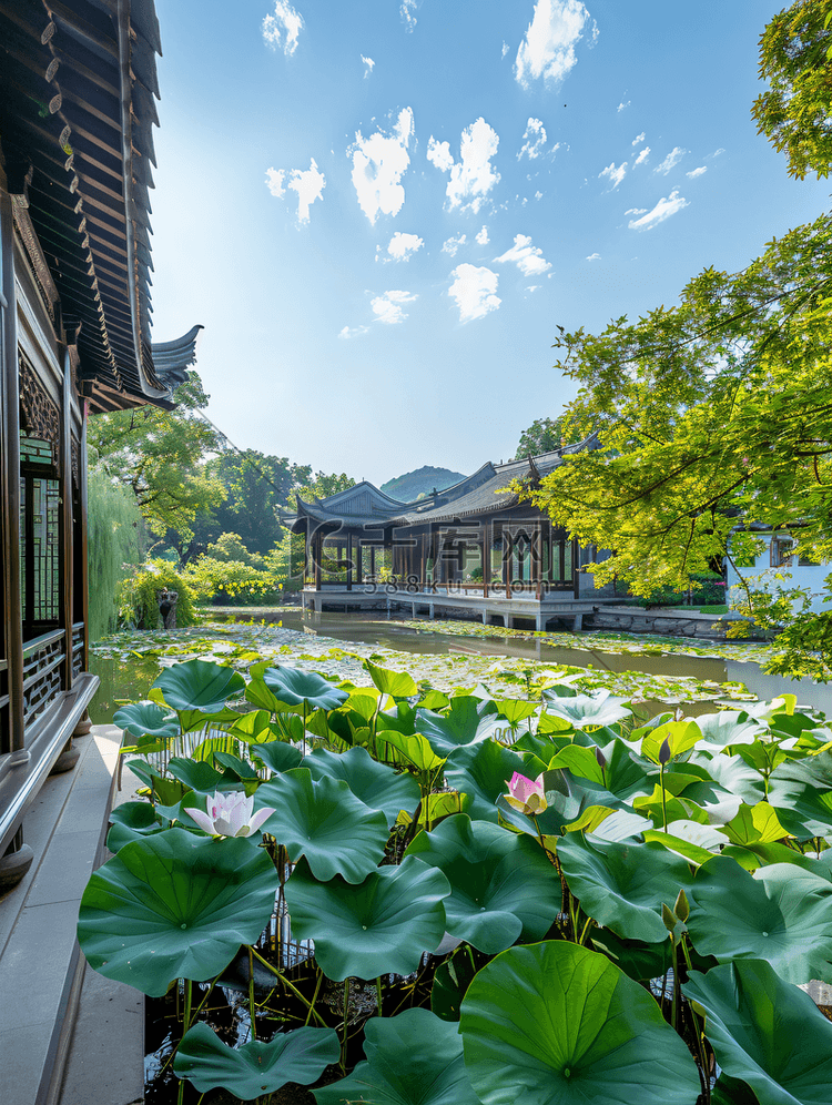 杭州西湖夏天荷花曲院风荷摄影图