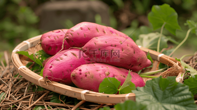 新鲜蔬菜红薯摄影1