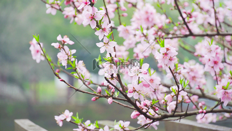 实拍春季桃花盛开下雨天雨中的桃