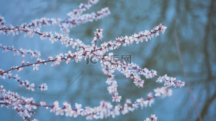 实拍春天唯美花朵樱花春暖花开