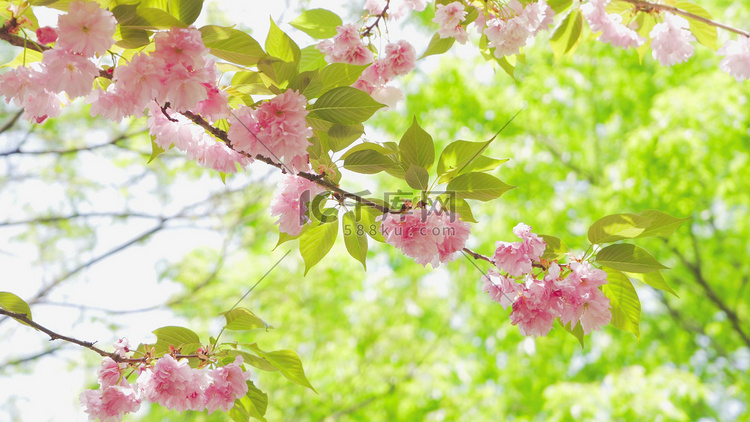 实拍春天樱花季踏青日本晚樱粉色