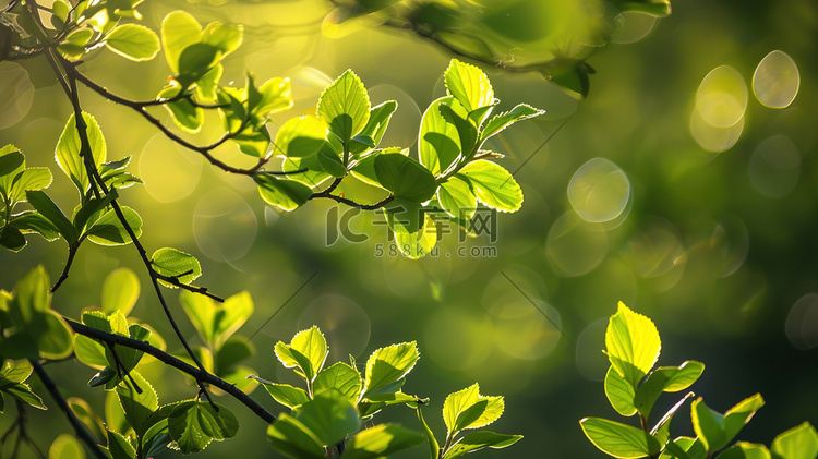 阳光下的翠绿枝叶图片