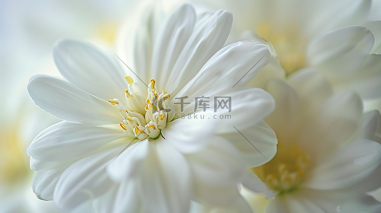 特写白色花瓣花朵清新高清摄影图