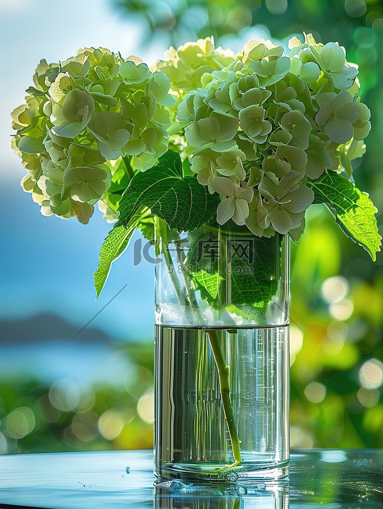 玻璃花瓶里的绿色绣球花高清图片