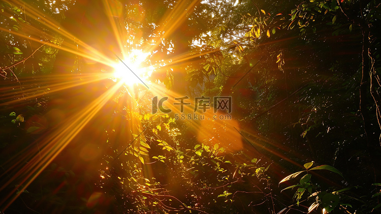 森林树林阳光太阳摄影图