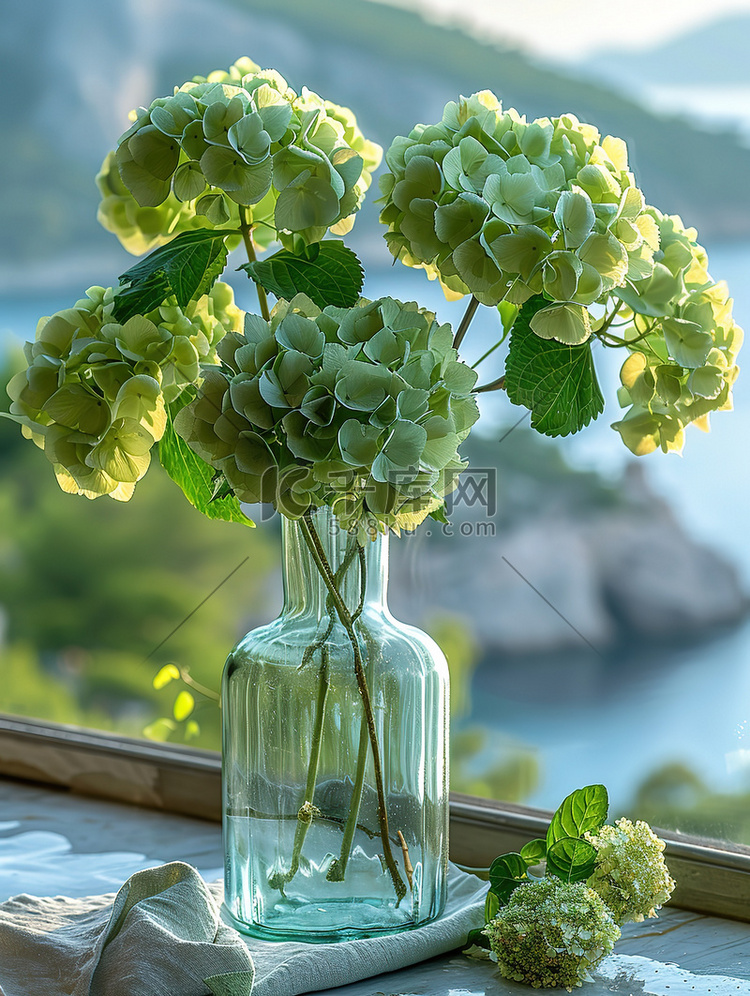 玻璃花瓶里的绿色绣球花高清图片