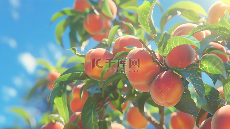 阳光桃子桃树绿叶摄影照片