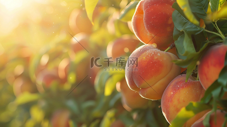 阳光红润桃子绿叶摄影照片