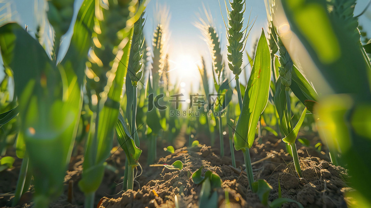青绿稻穗土壤阳光摄影照片