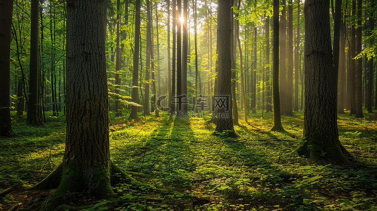 阳光照射森林树叶的摄影高清摄影