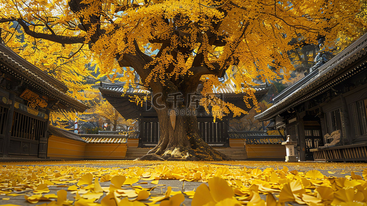 庭院大树银杏树叶摄影照片