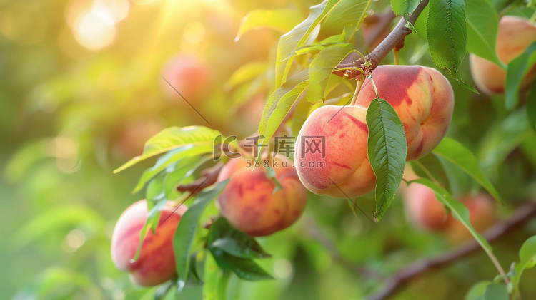 阳光红润桃子绿叶摄影照片