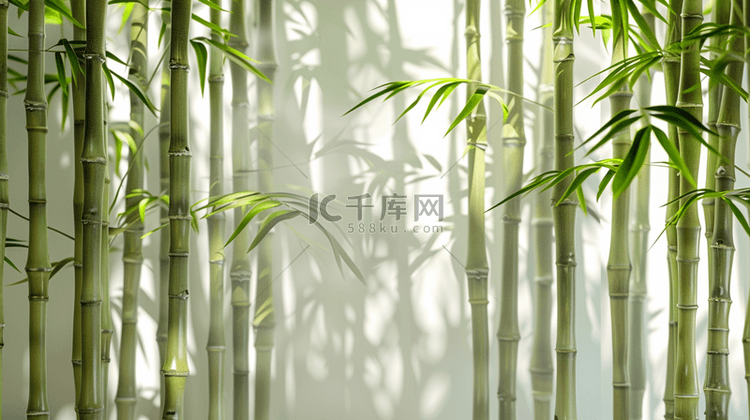 中式风格阳光绿色竹子竹林的背景