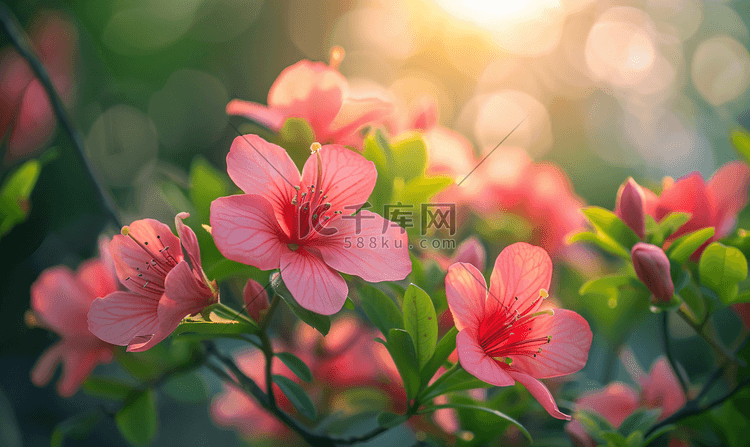 红粉色小朵朵鲜花阳光明媚的热带