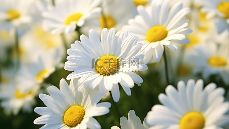 白色雏菊花朵的田野摄影照片