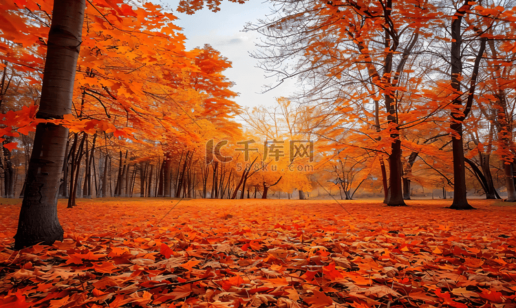 秋季景观美丽的树叶景观五颜六色