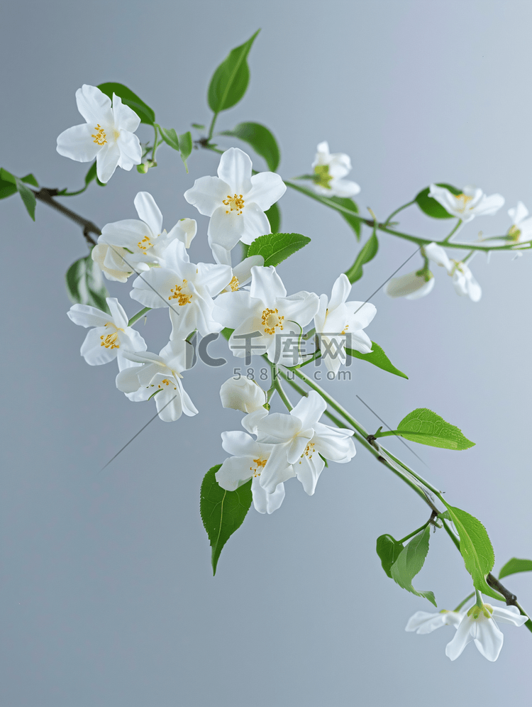 白茉莉花枝条娇嫩的春天的花朵