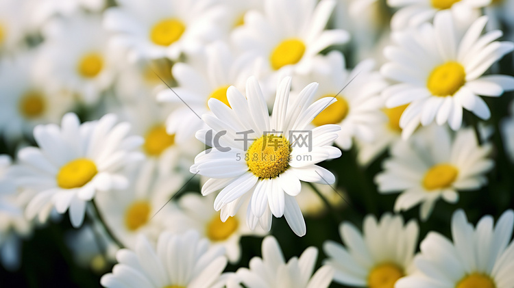 白色雏菊花朵的田野摄影图
