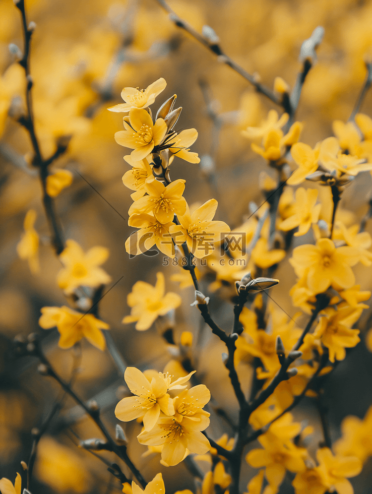 黄色花朵连翘开花灌木