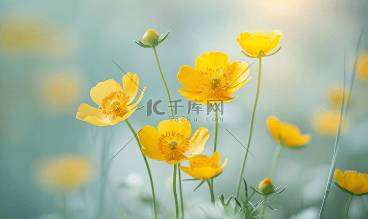 明亮的黄色花朵毛茛