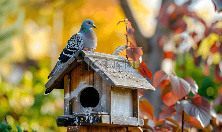 鸽子坐在鸟舍或喂鸟器上老房子花