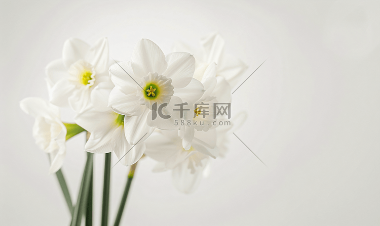 春天的花朵水仙孤立在白色背景