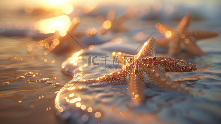 日出时海滩上的海星摄影图