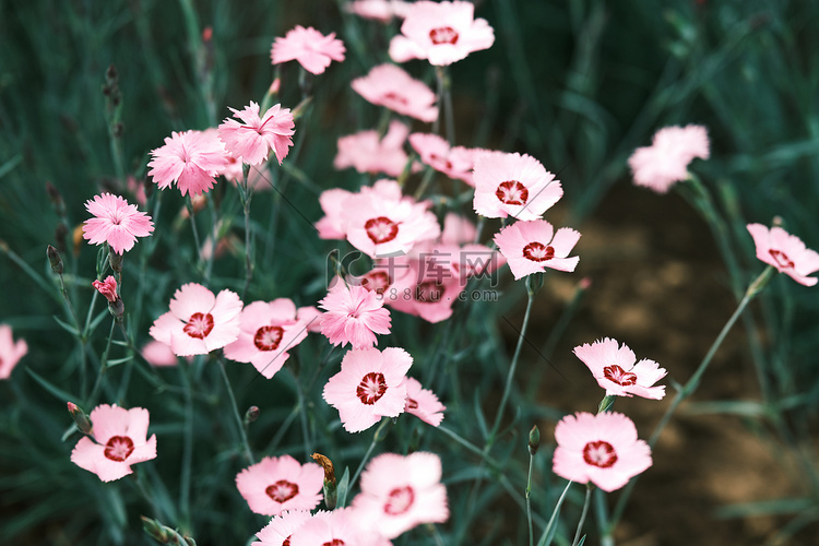 春天春季花朵近景摄影图