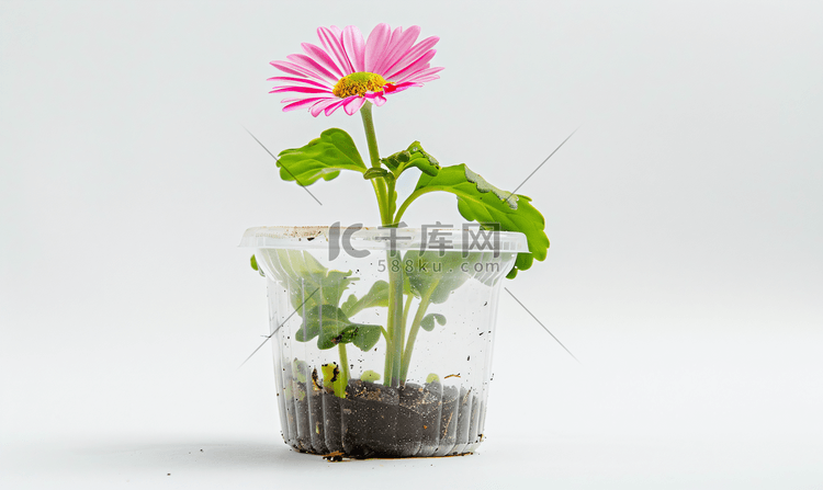 白色背景下塑料容器中的粉色雏菊