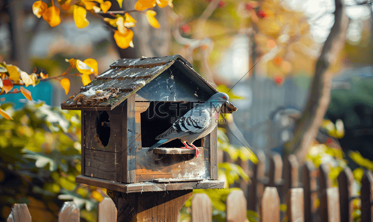 鸽子坐在鸟舍或喂鸟器上老房子花