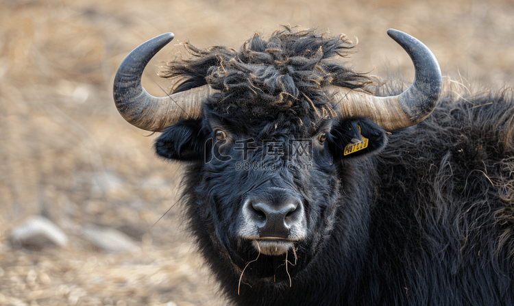 农场里的角牦牛野生动物