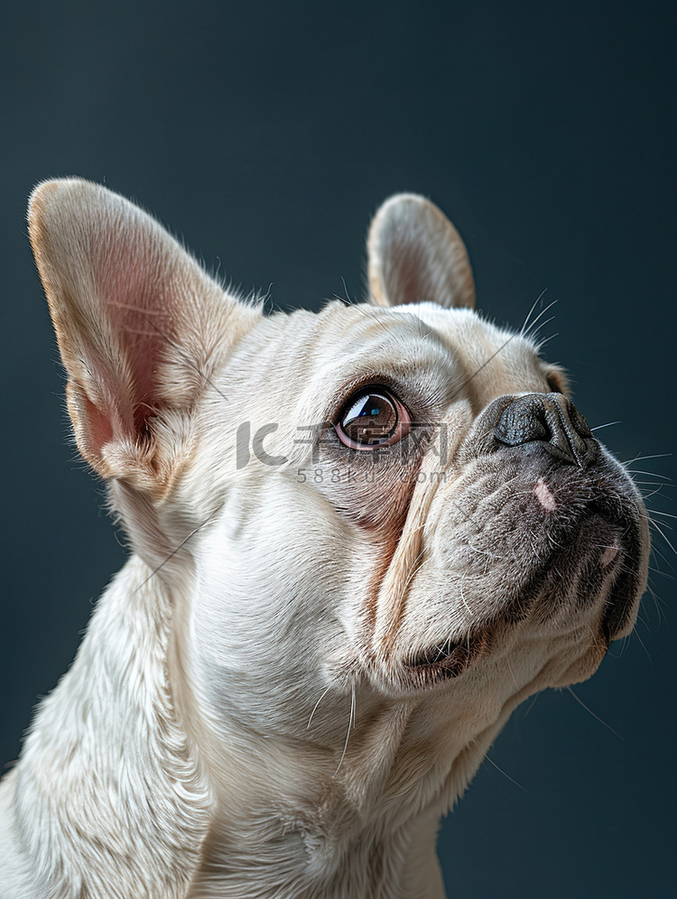 白色法国斗牛犬宠物狗肖像图片