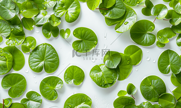 大量的睡莲叶子漂浮在水面上