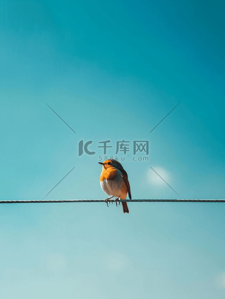 孤独的小鸟在电线上映衬着蓝天知