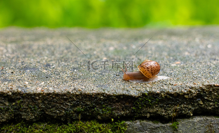 一只蜗牛在石墙上爬