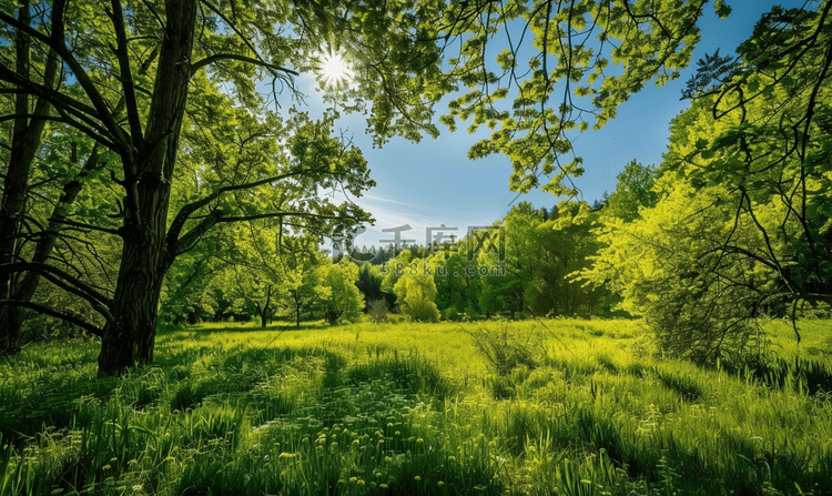 透过树木观赏郁郁葱葱的春天景观